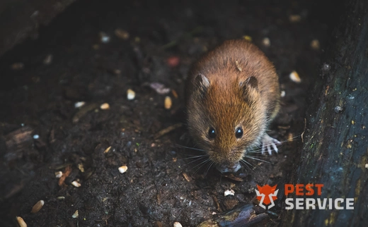 Дератизация в Обнинске